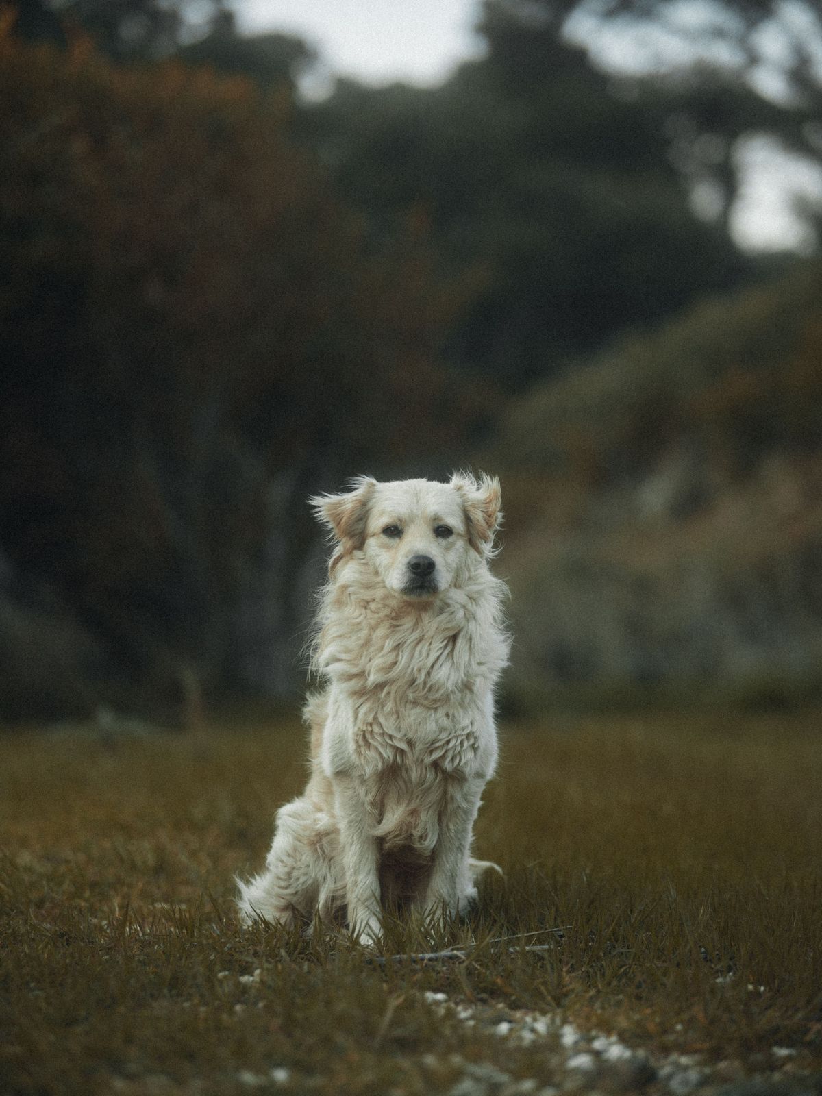 A cream-coated dog sitting calmly in an open meadow.