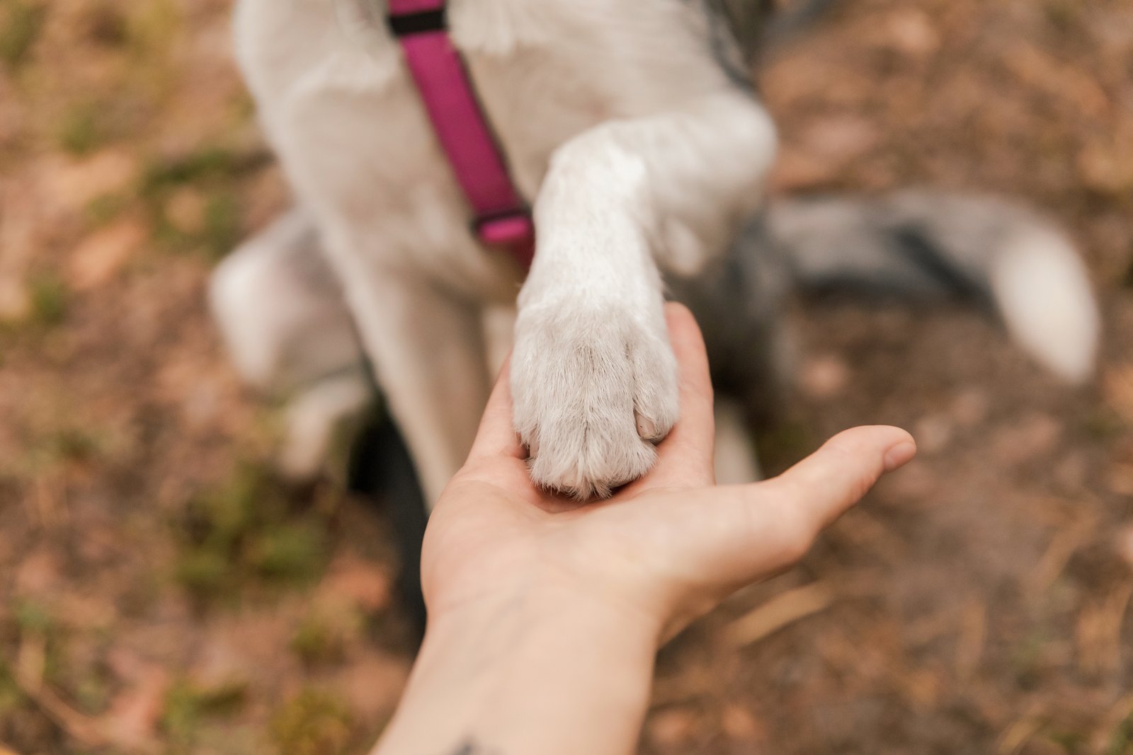 A dog's paw resting in an open human hand outdoors.