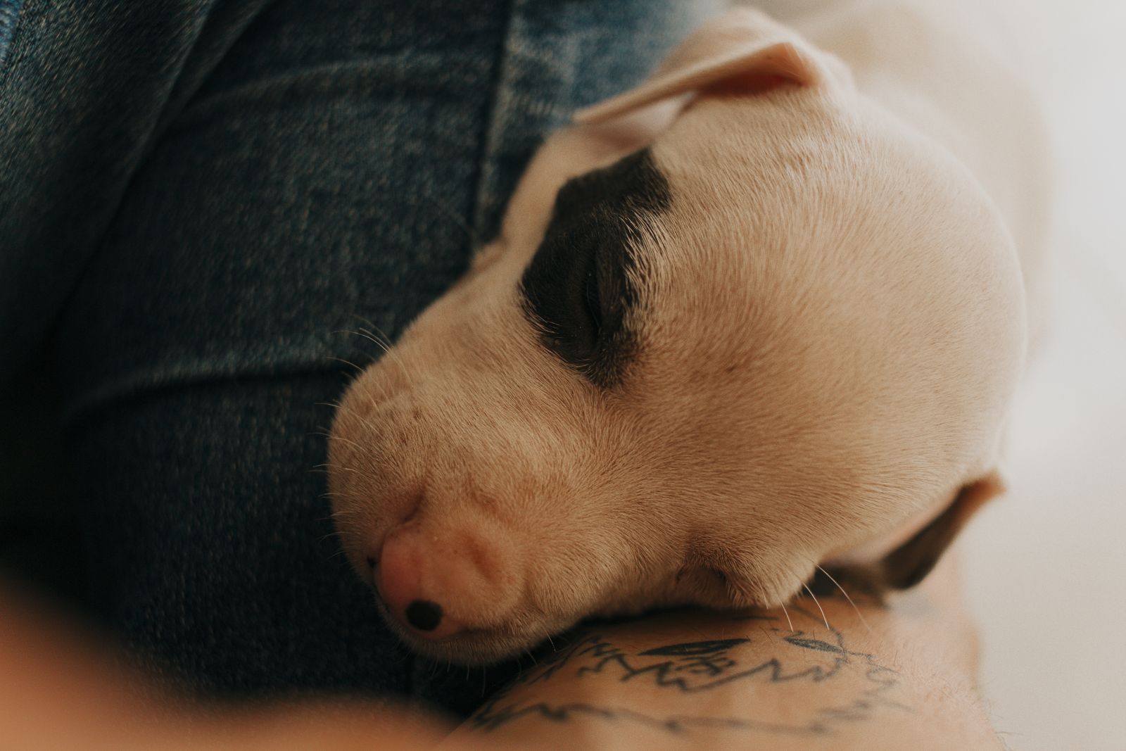 A puppy asleep in the crook of its owner's arm.