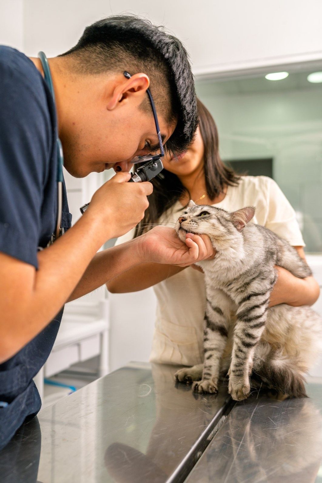 A veterinarian examining a cat's eye with an ophthalmoscope while its owner holds it