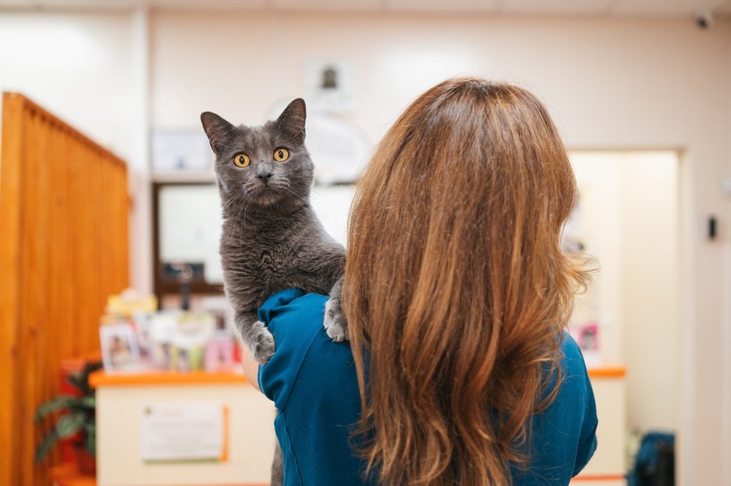 A practice team member carrying a cat through the clinic