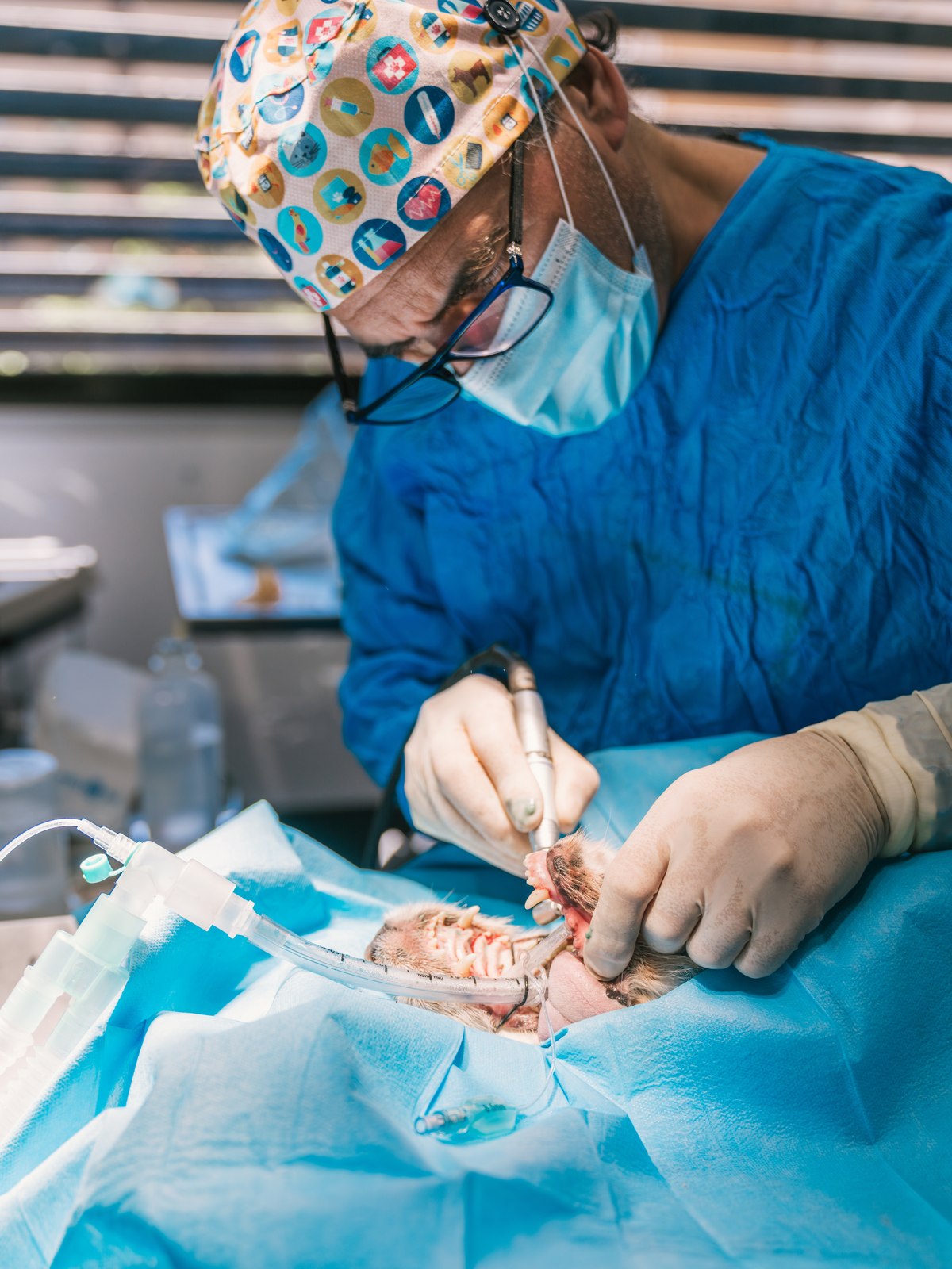 A veterinarian in surgical cap, mask and gown performing a dental procedure on an anaesthetised patient, the patient intubated and draped.