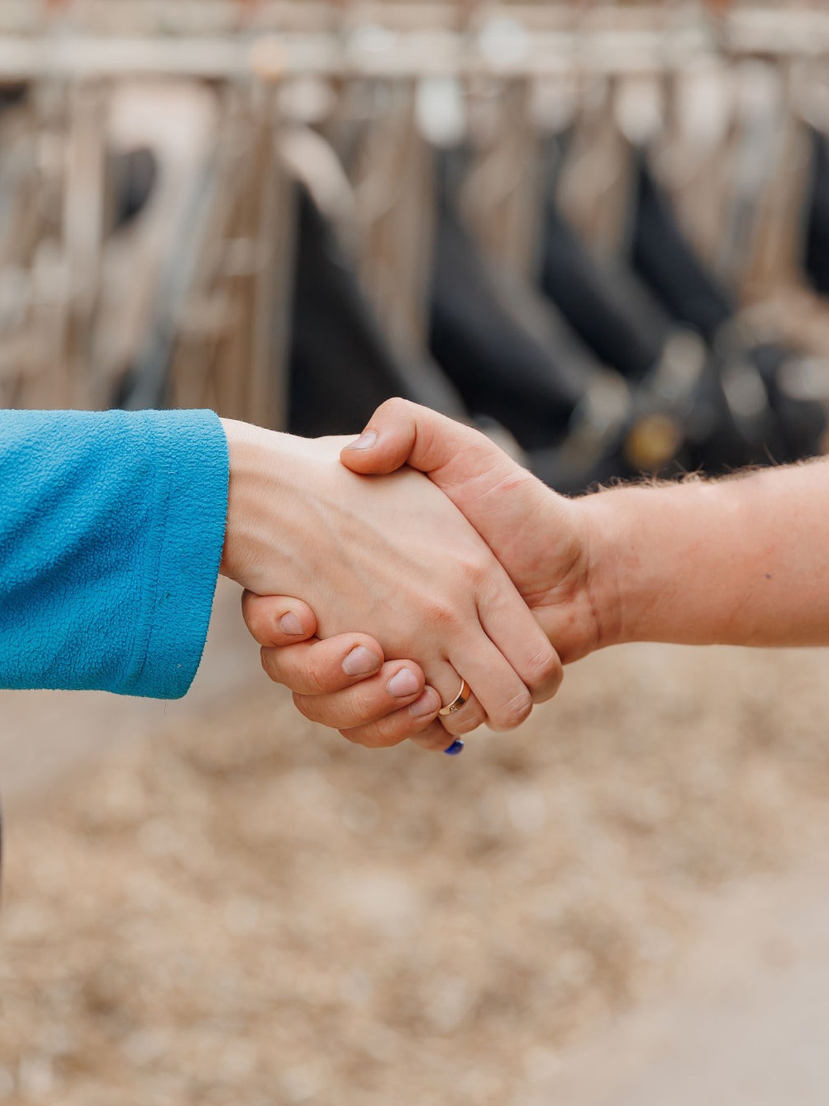 Two people shaking hands on a working farm, cattle in the barn behind them.