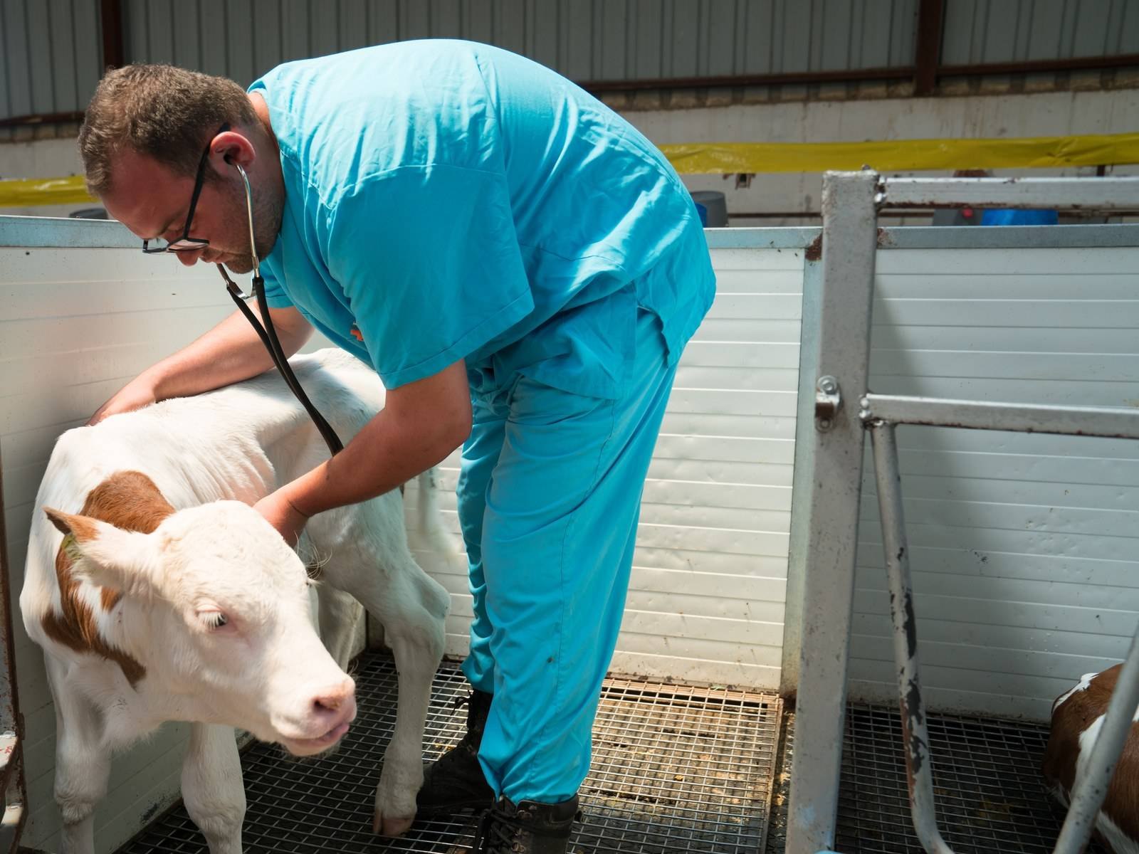 A veterinarian in scrubs listening to a calf's chest with a stethoscope in a barn pen.
