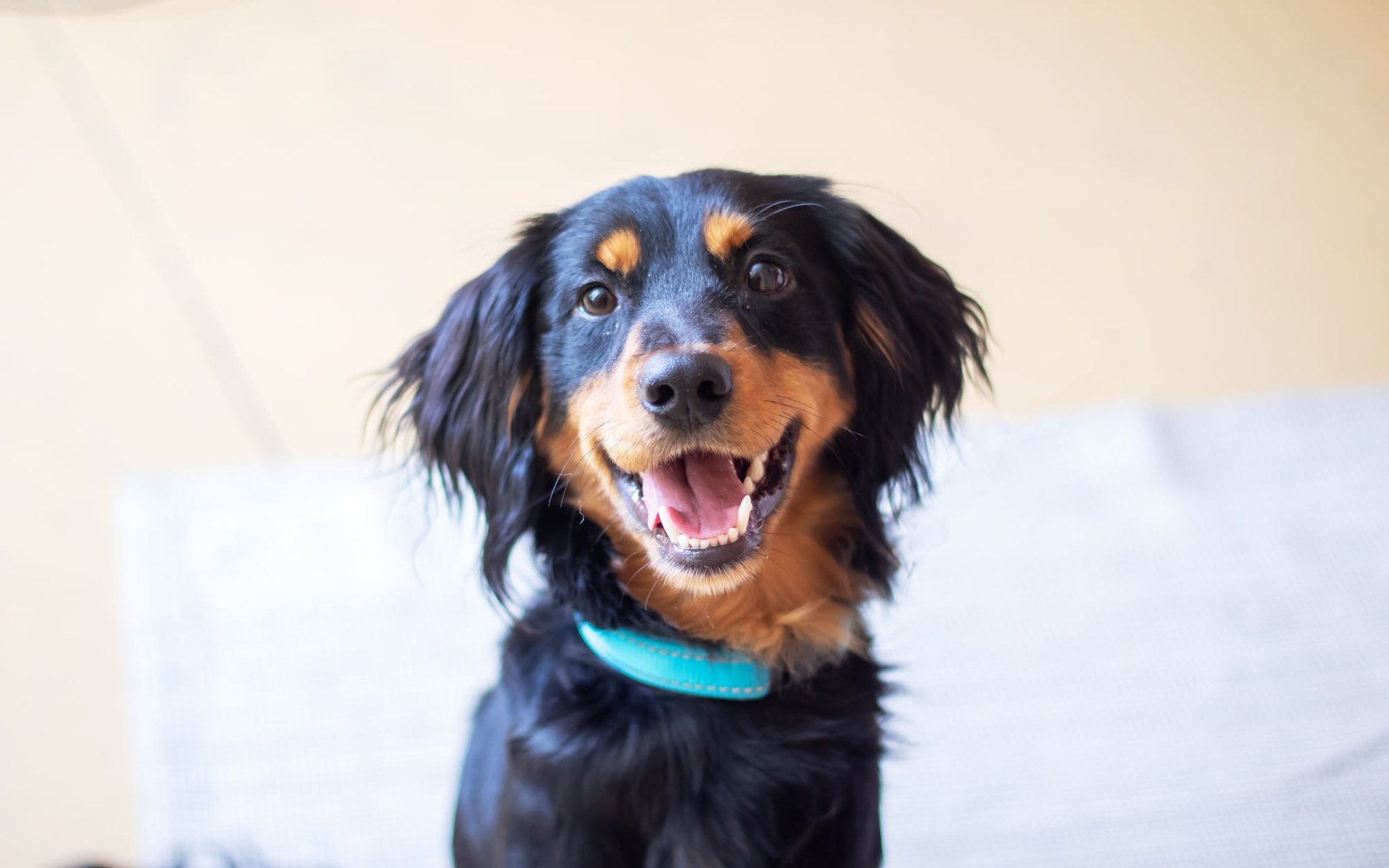 A black and tan spaniel sitting up on a couch, ears forward, looking at the camera.
