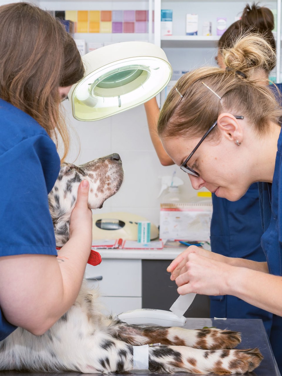 Two veterinary clinicians working together over a spotted dog on an exam table.