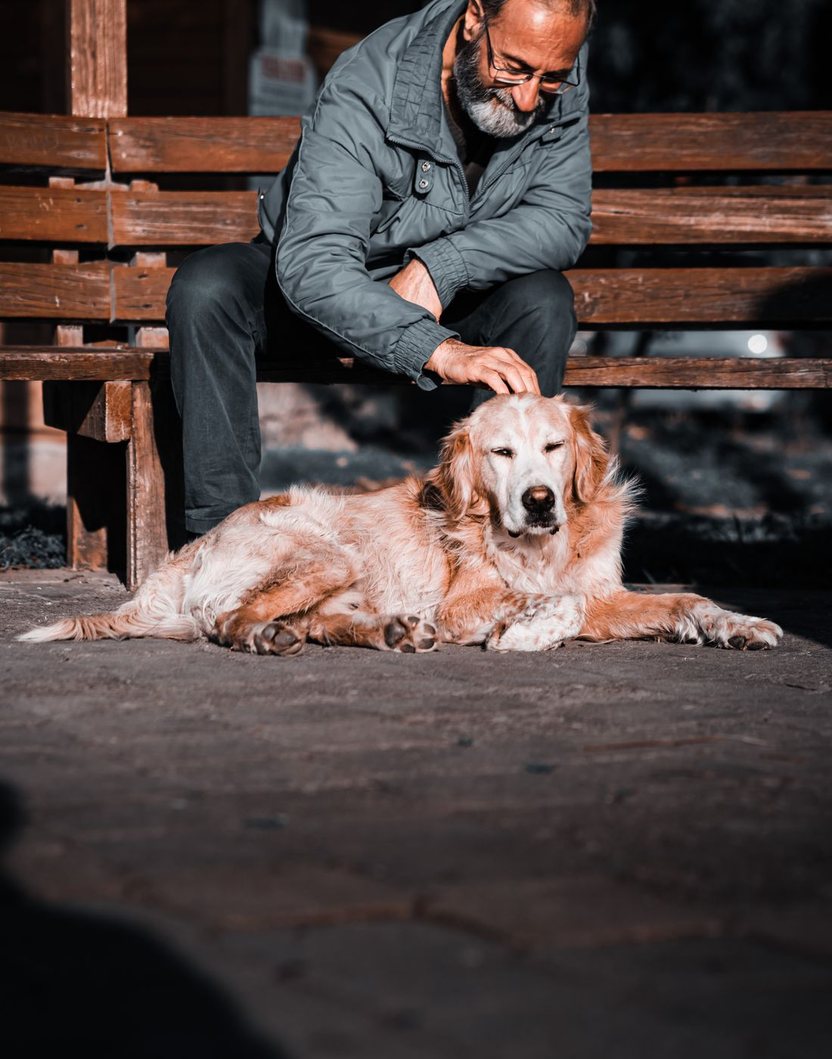An older man sitting on a bench with his senior golden retriever resting beside him.