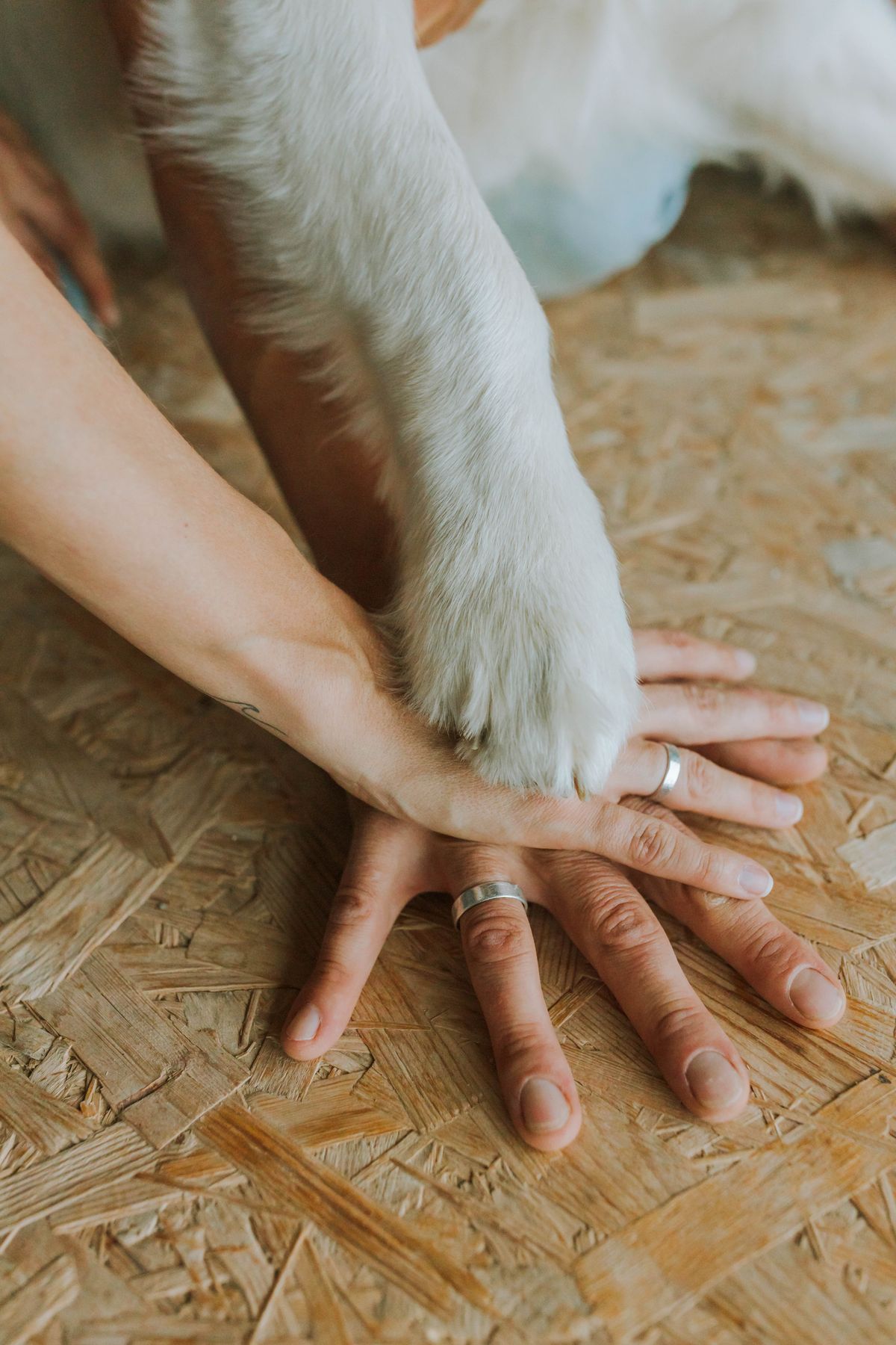 Two people's hands resting together with a dog's paw laid across them.