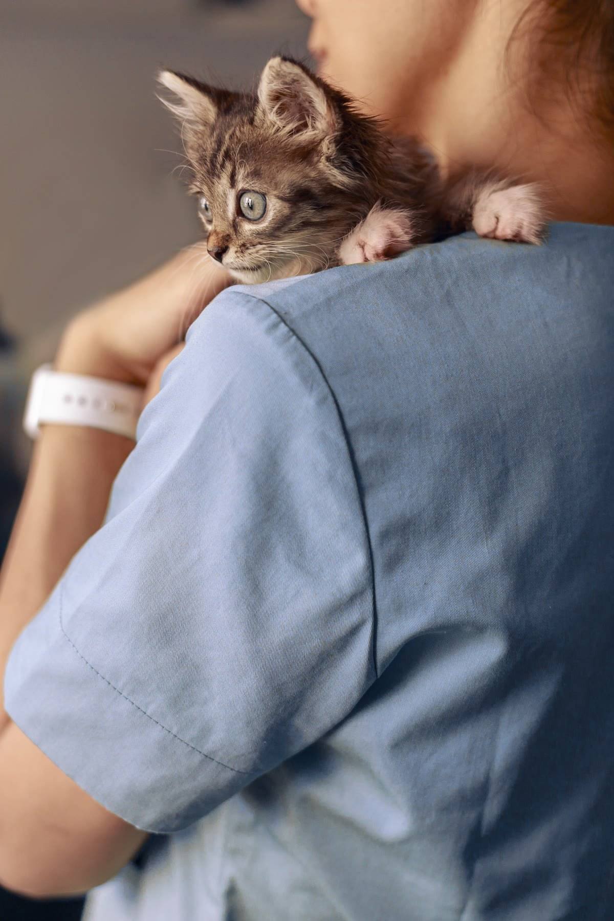 A kitten held against a veterinary team member's shoulder.