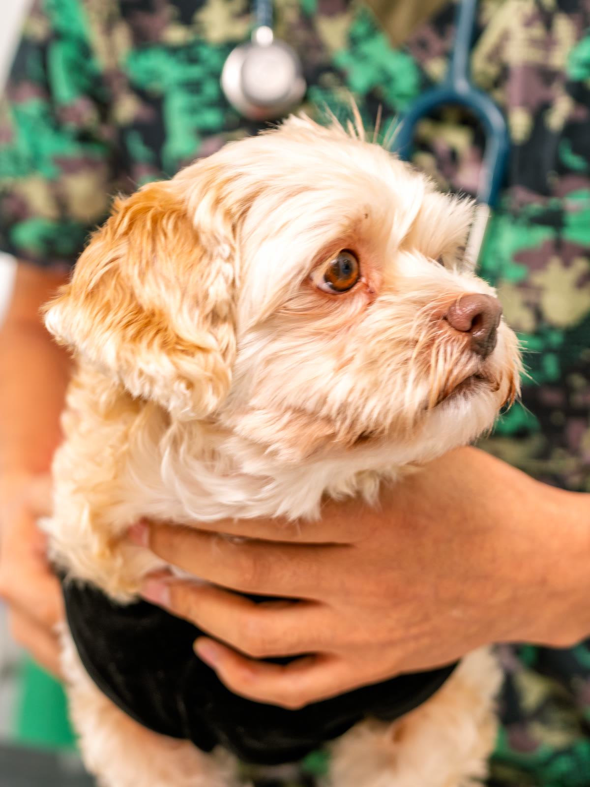 A small cream-coloured dog held calmly in a veterinary team member's arms.