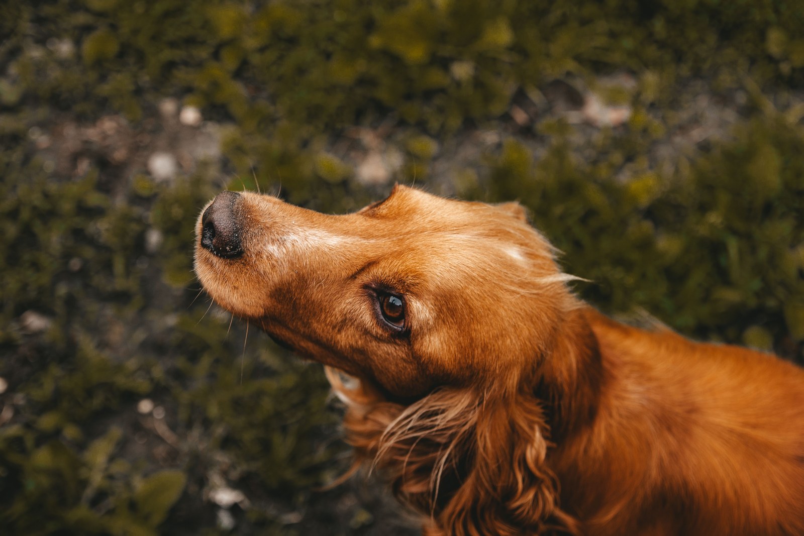 A cocker spaniel outdoors in grass, looking upward.