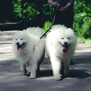 Two samoyeds walking together outdoors.