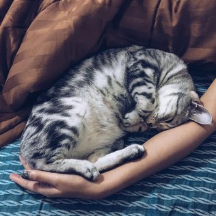 A tabby cat asleep across its owner's arm.