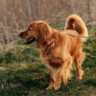 A golden retriever out on a walk.