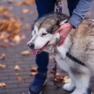 An Alaskan malamute being petted during a walk.