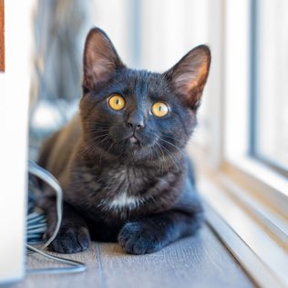 A cat resting in the light of a window.
