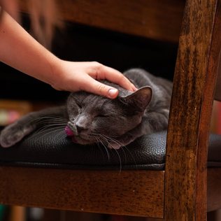 A grey cat asleep, being gently stroked.